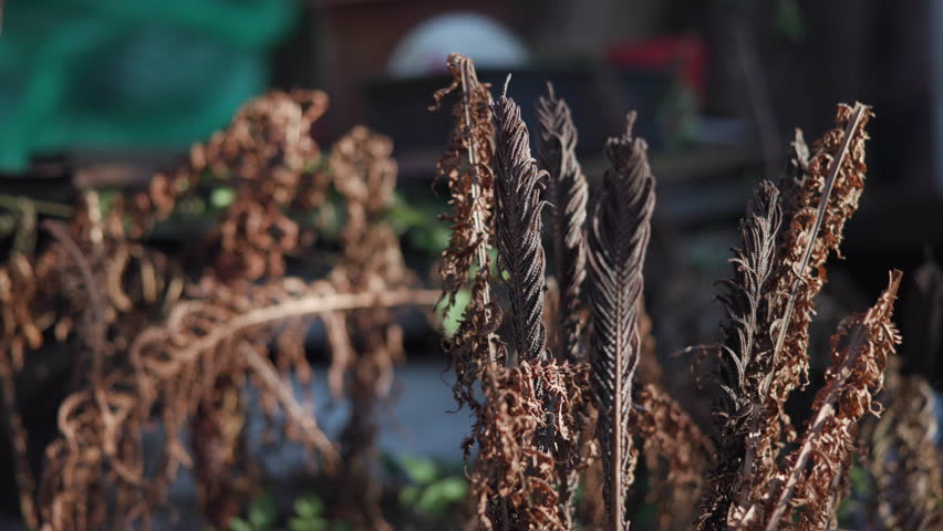 Brown Fern Seeds Create Calm Ambiance, Dry Seedheads Peacefully Inhabit Tranquil Garden Backdrop . Media