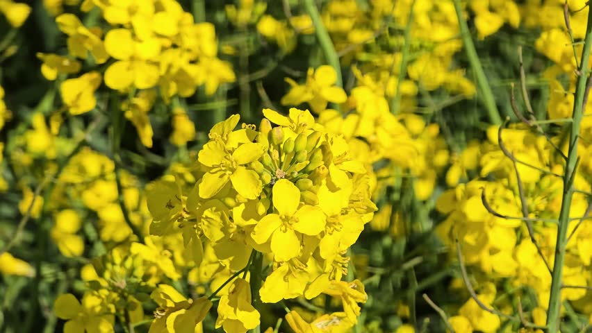 The colors of spring: the intense yellow of the rapeseed plant