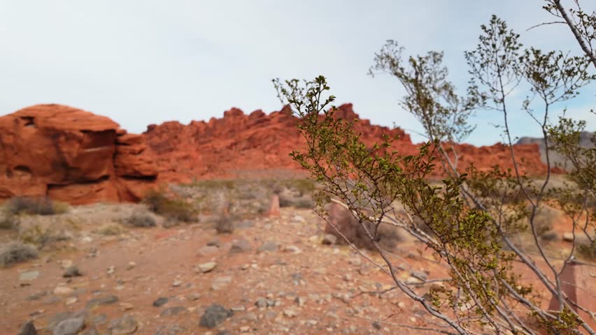 Desert Plants And Rocks In Nevada