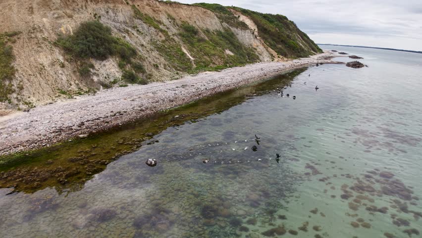 Cormorants take off from the clear coastal waters below seaside cliffs in Aarhus, Denmark