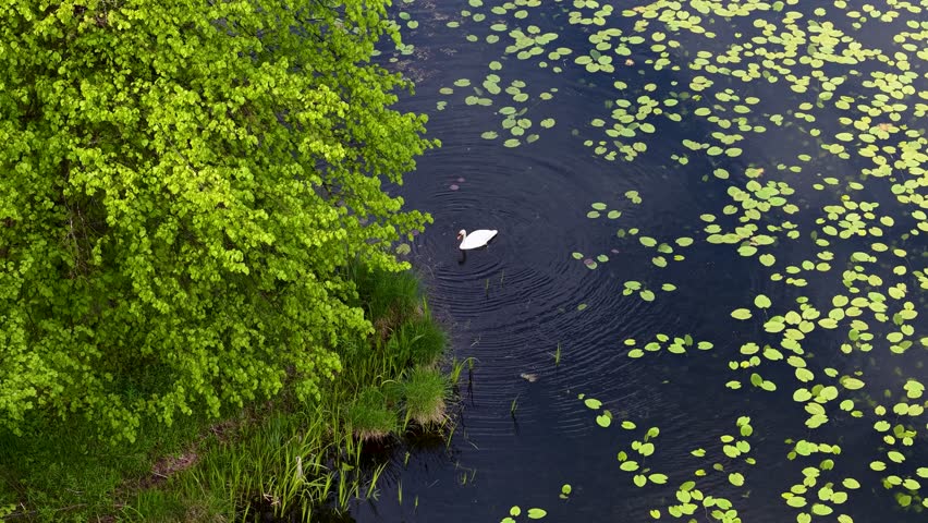 Aerial view of a swan swimming gracefully through a lily pad-covered wetland pond in Aarhus, Denmark