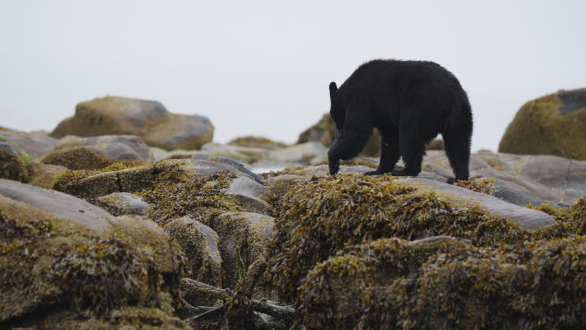 A black bear on the rocks waiting for the salmon to swim up the stream on in British Columbia, Canada. Filling up on food before going into hibernation for the winter