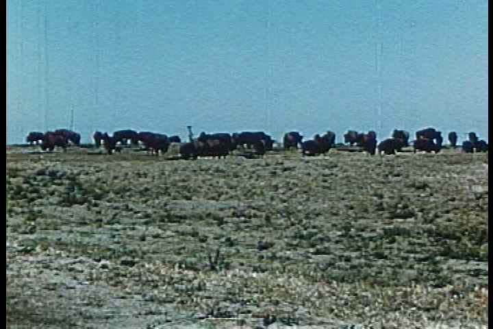 1950s - A baby buffalo learns his place with the rest of the herd