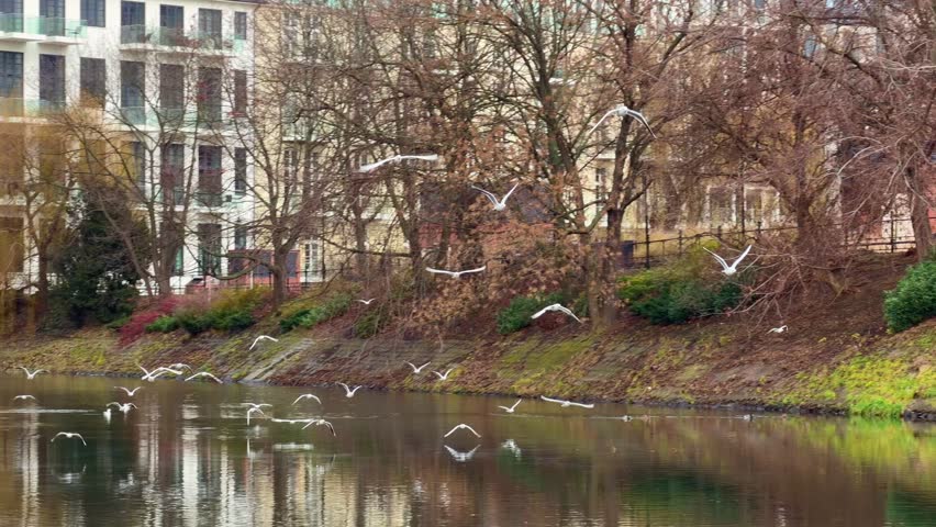 Slow motion video of seagulls taking off from a pond. Birds flying gracefully over water in an urban park with trees and buildings in the background.