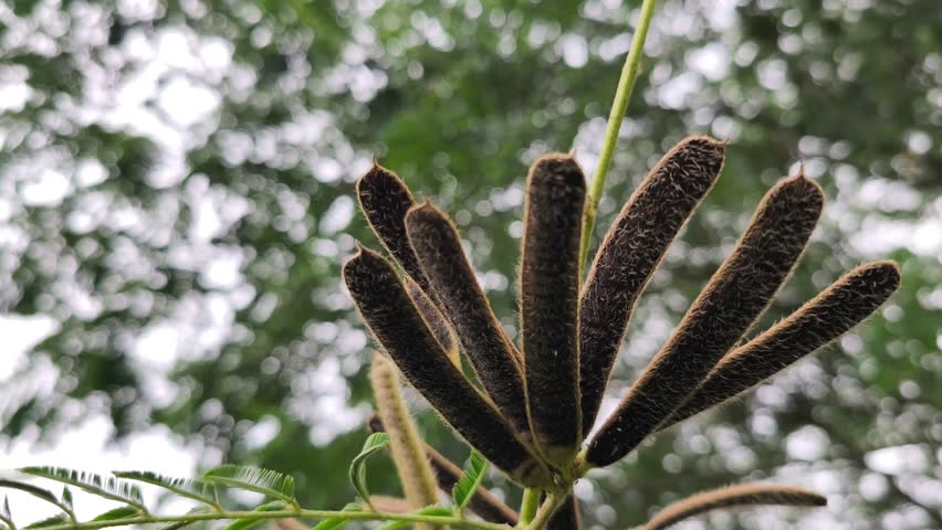 Mature seed pods hanging on leguminous tree branch with pinnate leaves