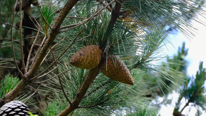 A couple of pine cones on branch of pine tree in forest in capital city of Wellington, New Zealand Aotearoa