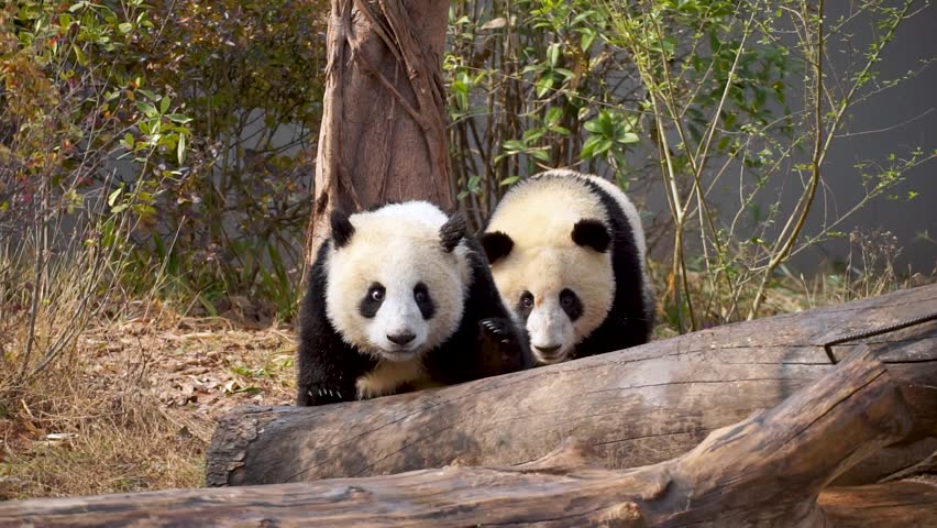 Two captive pandas running and chasing each other on log in slow motion, Chengdu Research Base of Giant Panda Breeding