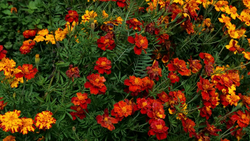 Person Holds Up the Word I Love My Job in front of Mums Flowers in the Fall Outside 4k Video Stock Footage