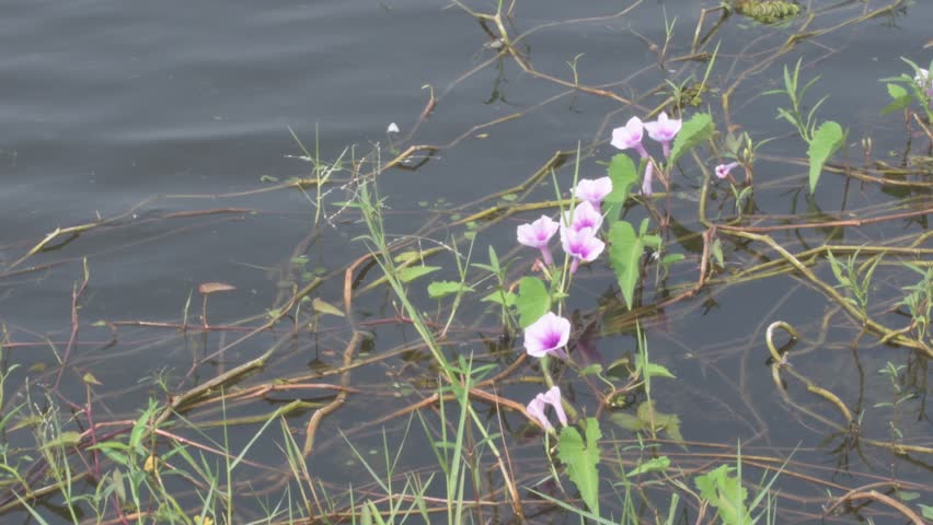 pink purple water morning glory flowers growing among floating stems and green leaves in calm wetland water