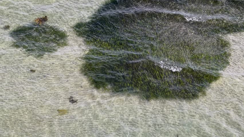 Aerial close-up of submerged seagrass gently swaying beneath clear ocean waves off the coast of Aarhus, Denmark