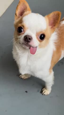 Cute Chihuahua Dog Looking Up at Camera with Adorable Tongue Sticking Out. 