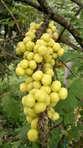 Star Gooseberry Fruits on Tree Branch. Tropical Sour Yellow Berries. Cinematic video