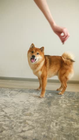 Adorable purebred shiba inu dog playfully catching a treat from its owner hand. The happy pet performs a trick, spinning and jumping for a tasty reward indoors on a cozy carpet. Vertical shot.
