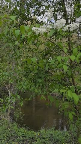 beautiful video forest, forest in sunny weather, trees, moss, nature, clean air, video of a walk in the forest, old trees, a fairy-tale calm forest, good weather, magical landscape, walk in the aftern