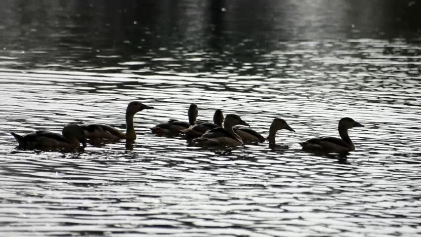 Silver surface of water pond due to sun and contrast where lesser whistling ducks swimming and flapping wings