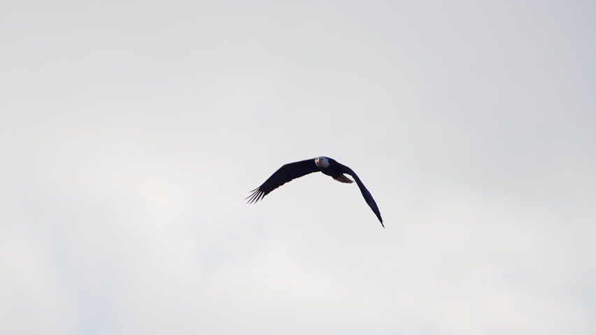 Bald Eagle flying through the sky overhead in Utah.