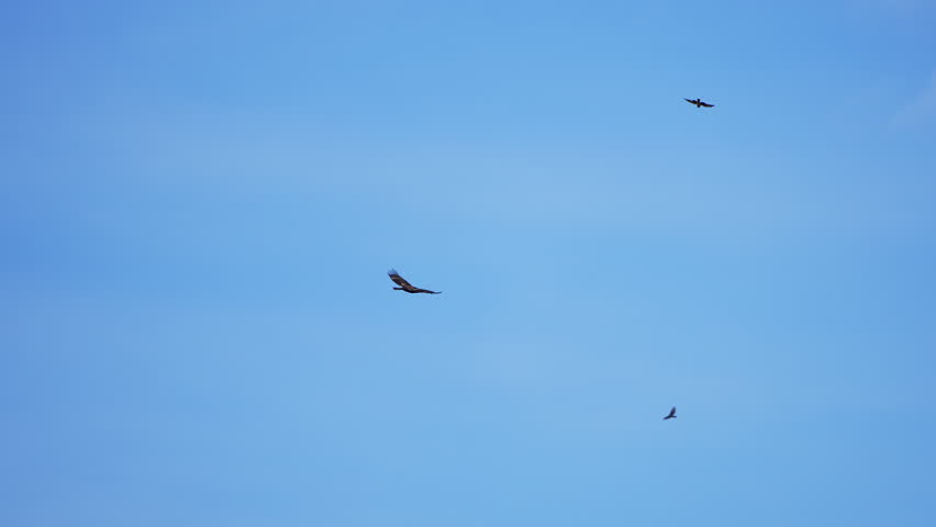 Northern Harrier diving at a juvenile bald eagle flying through the sky in Utah.