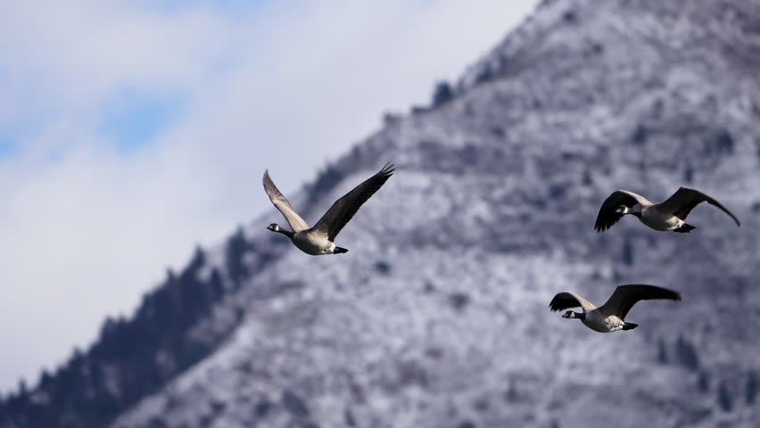 Geese flying through the sky in slow motion in Utah.