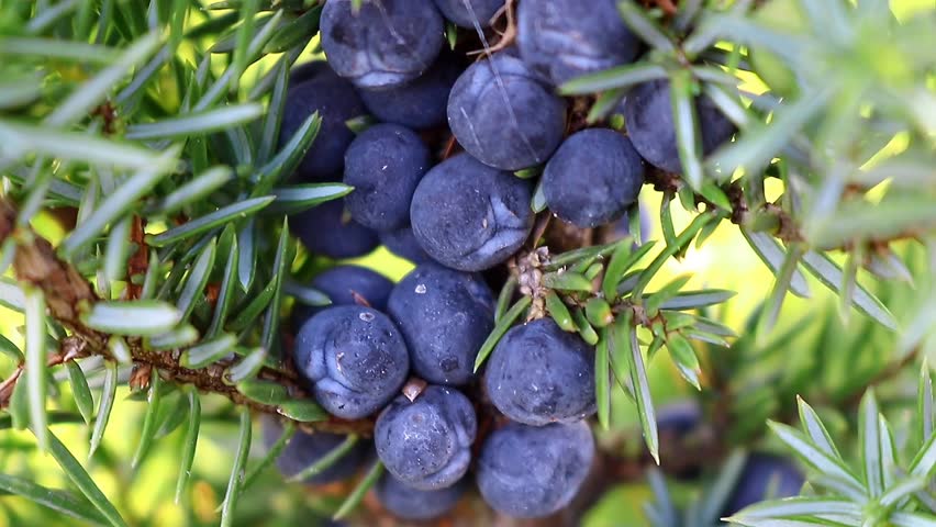Blue juniper berries and green pine needles