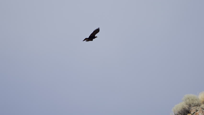 Golden Eagle flying in and landing on a rock in the Utah wilderness in slow motion.
