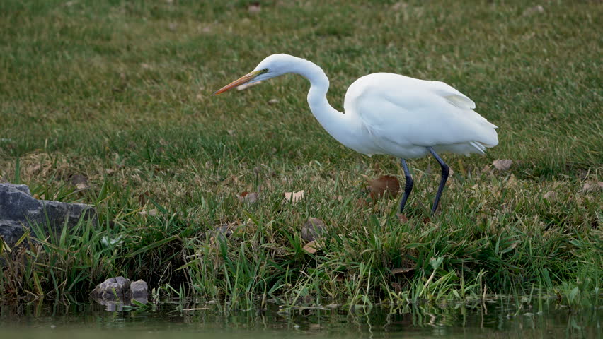 Great Egret fishing in slow motion as it makes a catch in Utah.