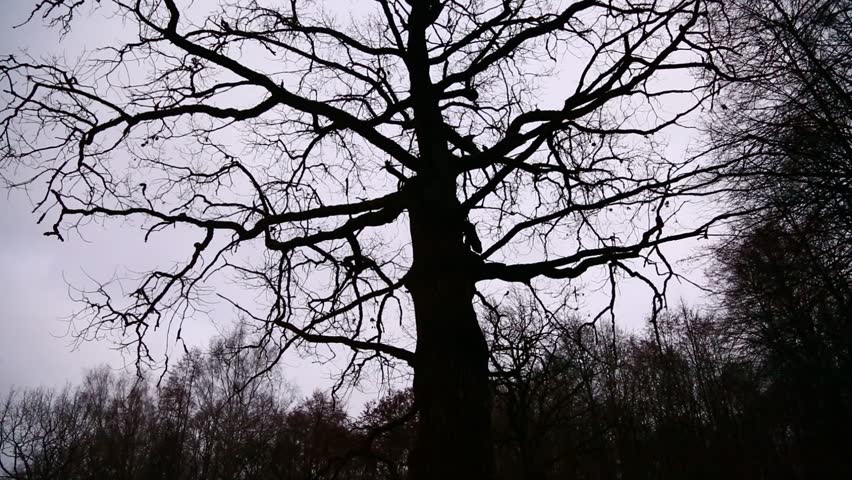 Silhouette of a big old oak tree branches in the fog winter sky near the lake in the forest