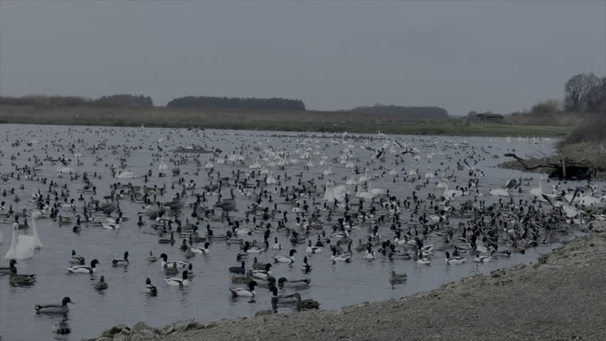 Birds all together feeding in nature reserve swans ducks and other wildlife close up feeding UK 4K