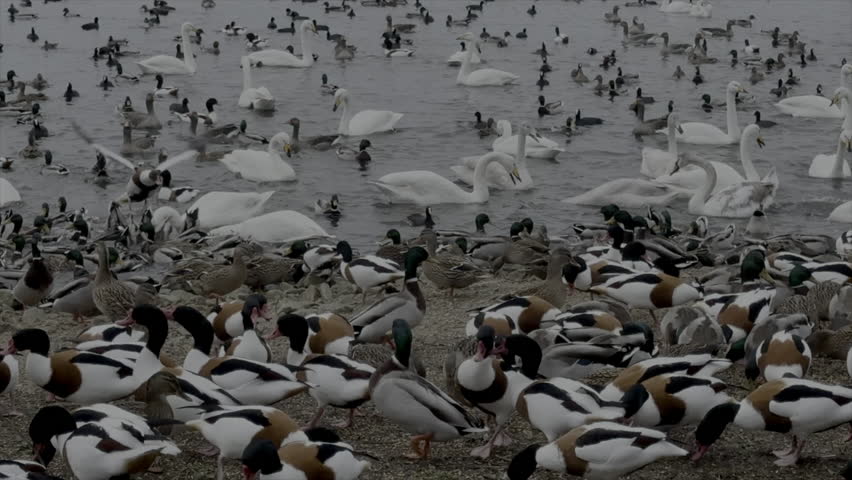 Birds all together feeding in nature reserve swans ducks and other wildlife close up feeding UK 4K