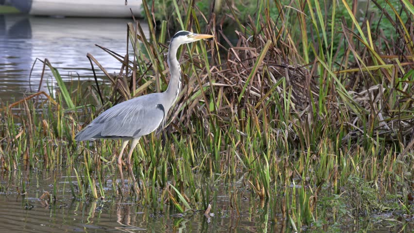 Grey Heron (Ardea cinerea) taking off in slow motion. December, Kent, UK (Slow motion x 5)