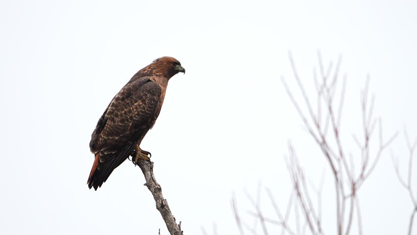 Close up of a red-tailed hawk on a branch and flying in slow motion.
