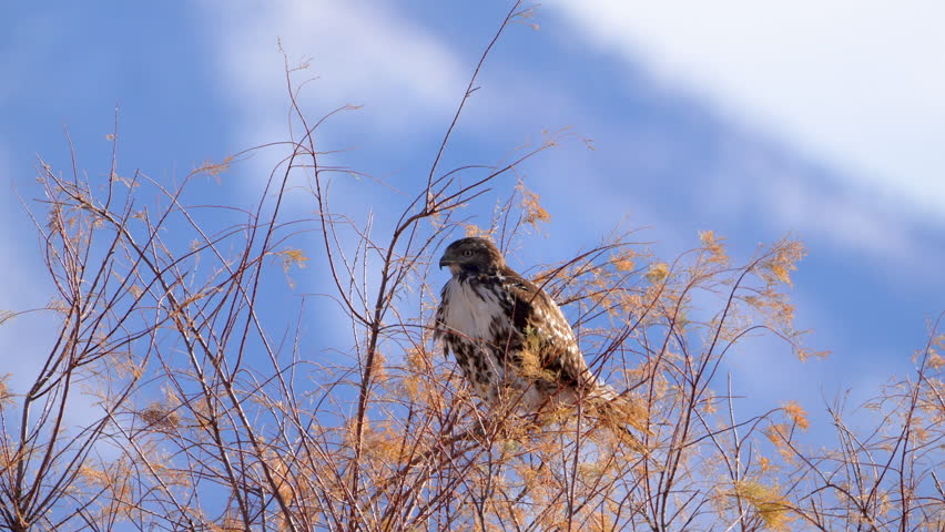 Red-tailed hawk sitting in a tree top with snowy mountains in the background.