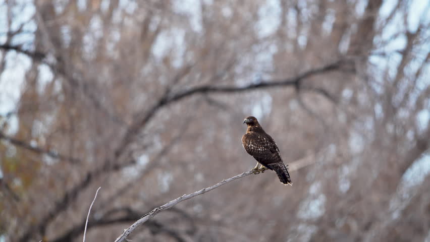 Red-tailed hawk flying through the wilderness in Utah in slow motion.