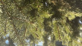 CloseUp Pine Branches Against Blue Sky, Sunlit Spruce Needles Glistening As Gentle Breeze Moves Through Canopy, Tight Framing Reveals Texture And Fresh Green Tones, Seasonal New - Powered by Shutterstock - Get 15% off with code: PIKWIZARD15