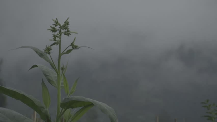 Fresh tobacco leaves drying under natural sunlight. Green leaves showing rich texture and veins, commonly used in traditional tobacco farming.