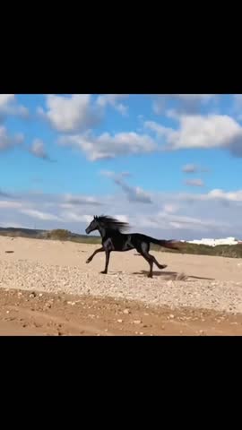 A powerful black horse runs freely along a sandy coastline, with a bright blue sky and scattered clouds above.