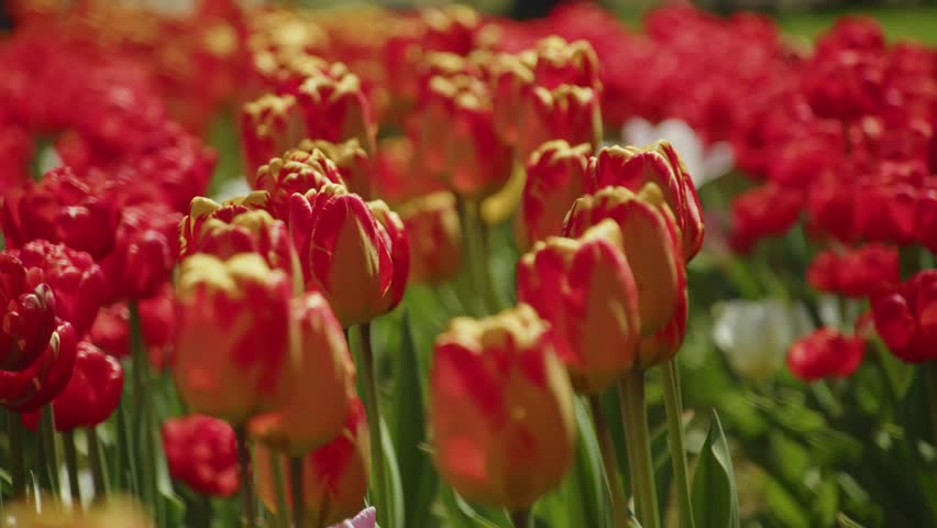 Red Tulips In Full Bloom Glow In Spring Sunlight In Halifax Nova Scotia Canada Surrounded By Fresh Green Stems And A Soft Garden Background Creating A Beautiful Colorful Nature Moment