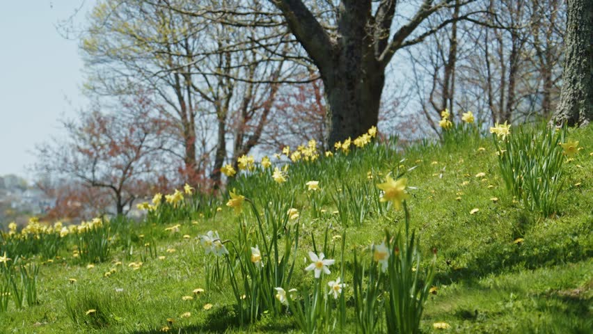 Beautiful Flower Record Narcissus Daffodil With Dew Drops On Its Petals Growing In A Sunny Spring Meadow In Halifax Nova Scotia Canada With Soft Background Of Blooming Flowers And Green Garden Soil