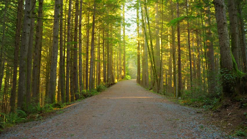 Moving through the lush green forest along the path. Stunning Canadian nature.