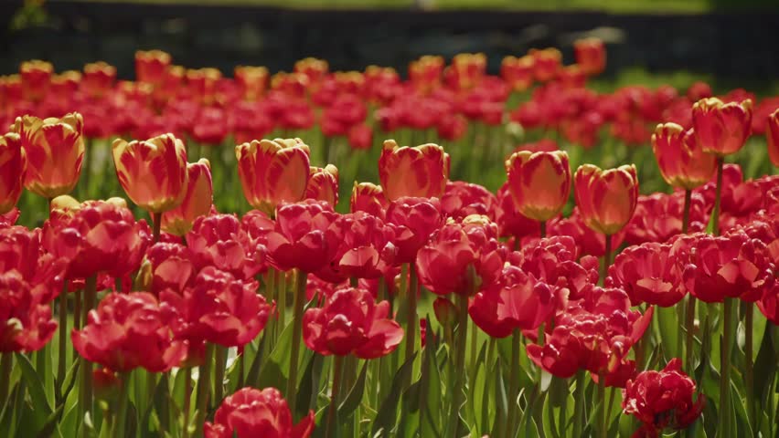 A Cluster Of Red Tulips Stands Brightly In A Halifax Nova Scotia Canada Spring Garden With Sunlit Petals Fresh Green Leaves And A Warm Seasonal Atmosphere Highlighting Natural Beauty And Color