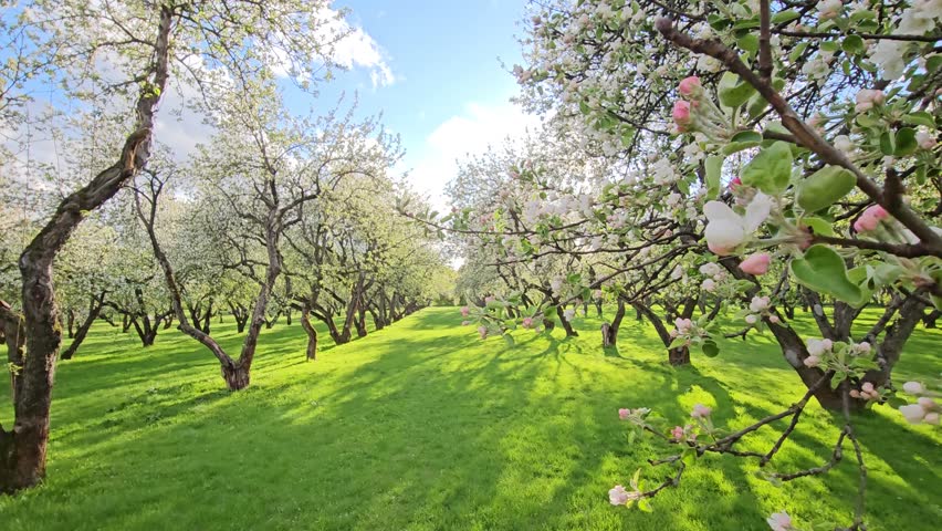 Field of trees with green grass and white flowers. The trees are full of blossoms in apple garden