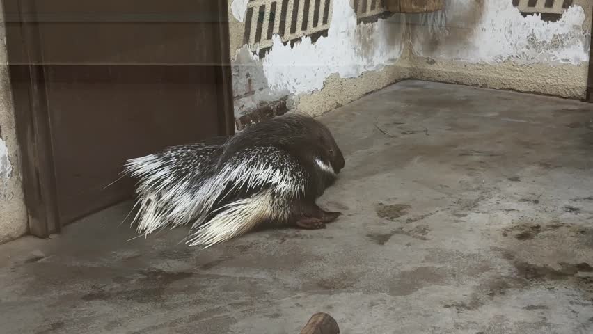 A crested porcupine lies on a concrete floor in an enclosure at the zoo