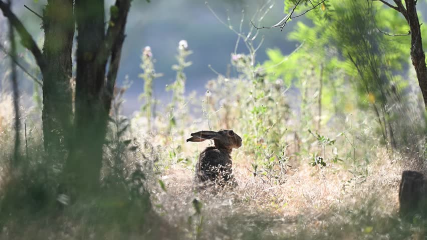 European hare Lepus europaeus, in the wild. Close up. The animal is resting. Slow motion.