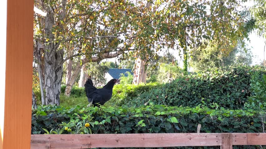 A Black Australorp have glossy black feathers that show hints of a green or greenish-purple sheen.