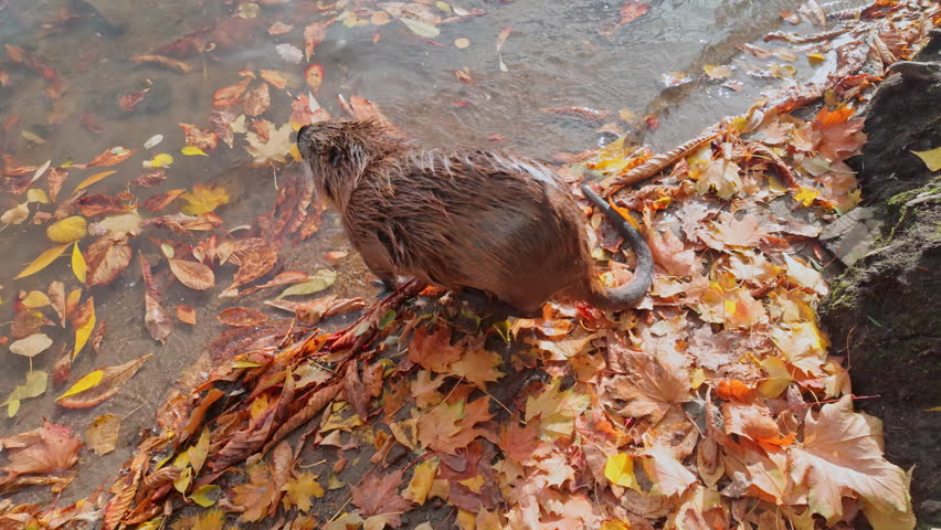 Muskrat, Wet Muskrat on river bank scratches its side with its hind paw, it stands among yellow fall leaves on sunny day, then it enters water and swims away. Ondatra at autumn time on riverbank