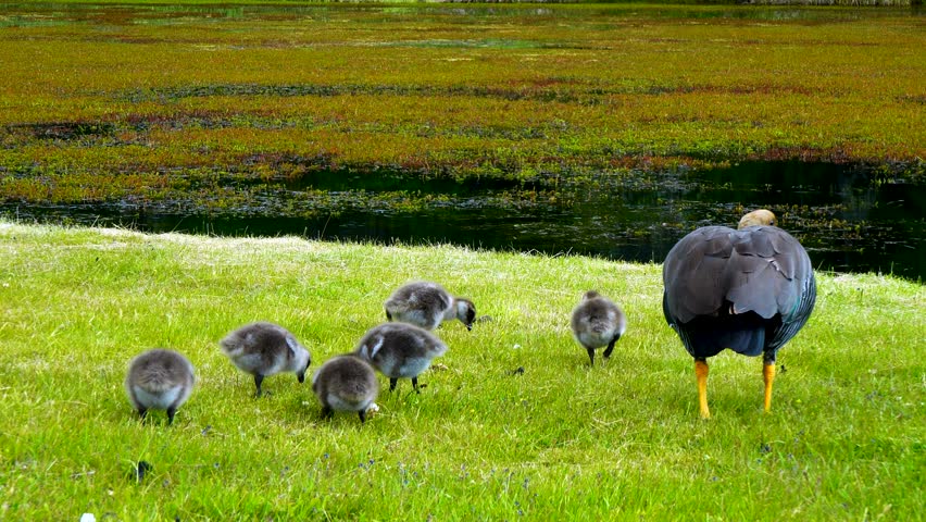 Female Upland Goose, also known as Caiquen, (Chloephaga picta) walking with baby chicks (goslings) on green grass near a wetland in Chilean Patagonia, South America. Wild birds in their natural habita