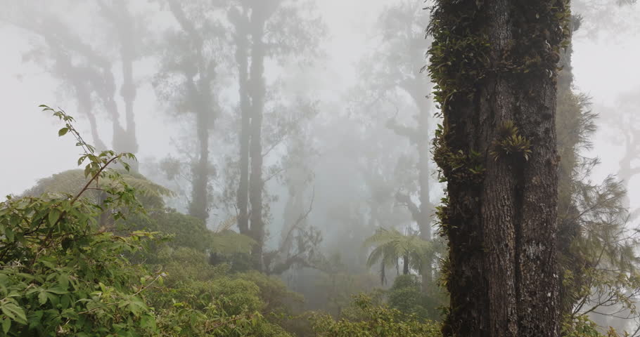 Jungle forest with dense mist enveloping tall trees and lush tropical green vegetation, mystery nature ecosystem landscape, highlighting beauty and tranquil atmosphere in Bali island, Indonesia