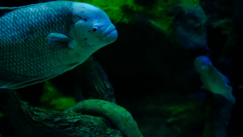 Exotic aquarium scene featuring giant gourami and silver arowana. Large freshwater fish tank with giant gourami and arowana. Giant gourami and silver arowana swimming in aquarium.