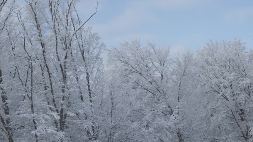 A truly serene winter scene beautifully showcasing snowcovered trees beneath a tranquil, clear blue sky