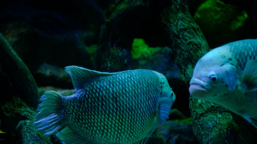 Exotic aquarium scene featuring giant gourami and silver arowana. Large freshwater fish tank with giant gourami and arowana. Giant gourami and silver arowana swimming in aquarium.