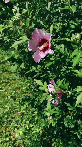 A soft pink hibiscus flower in full bloom surrounded by lush green foliage outdoors.